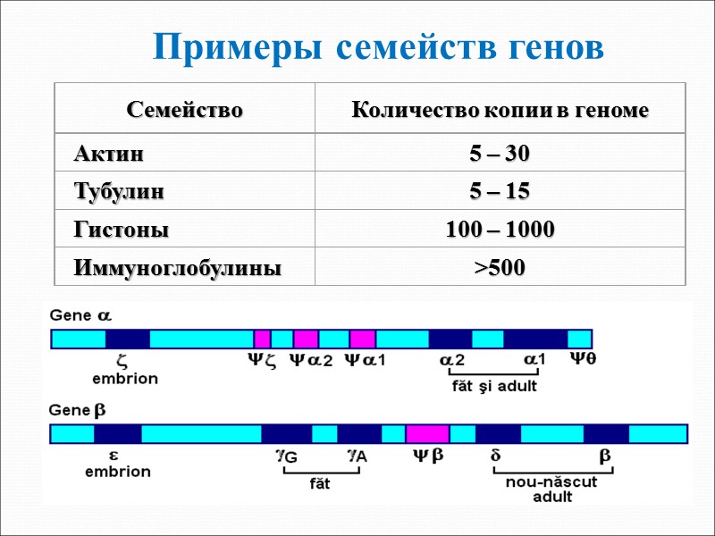 Примеры семейств генов